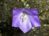 Campanula carpatica