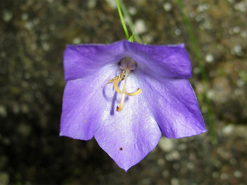 Image of Campanula carpatica specimen.