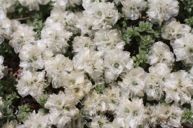 Изображение особи Paronychia cephalotes.