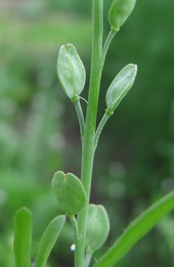 Image of Lepidium sativum specimen.