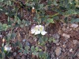 Capparis sicula. Цветущее растение. Греция, Лутраки, сев. берег Коринфского канала. 04.06.2011.