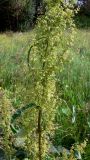 Rumex pseudonatronatus. Верхушка цветущего растения. Свердловская обл., окр. г. Североуральск, луг в районе \"Солдатского поля\". 09.07.2011.