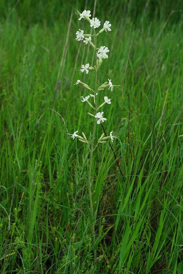 Image of Silene viscosa specimen.