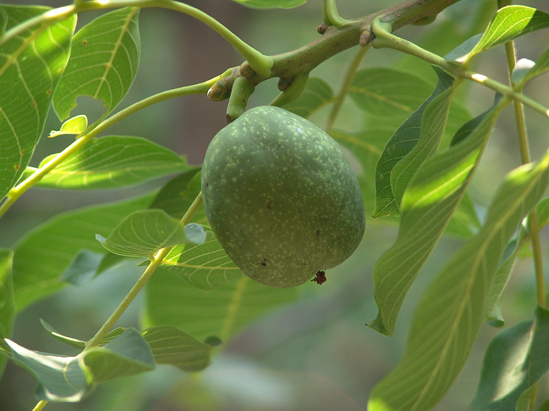 Image of Juglans regia specimen.