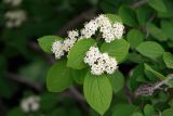 Viburnum burejaeticum