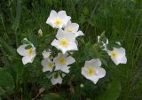 Rosa spinosissima