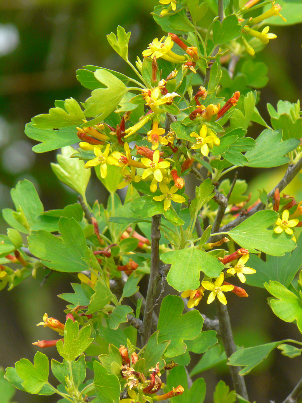 Изображение особи Ribes aureum.