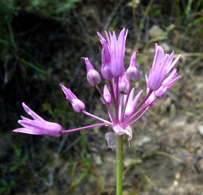 Изображение особи Allium xiphopetalum.