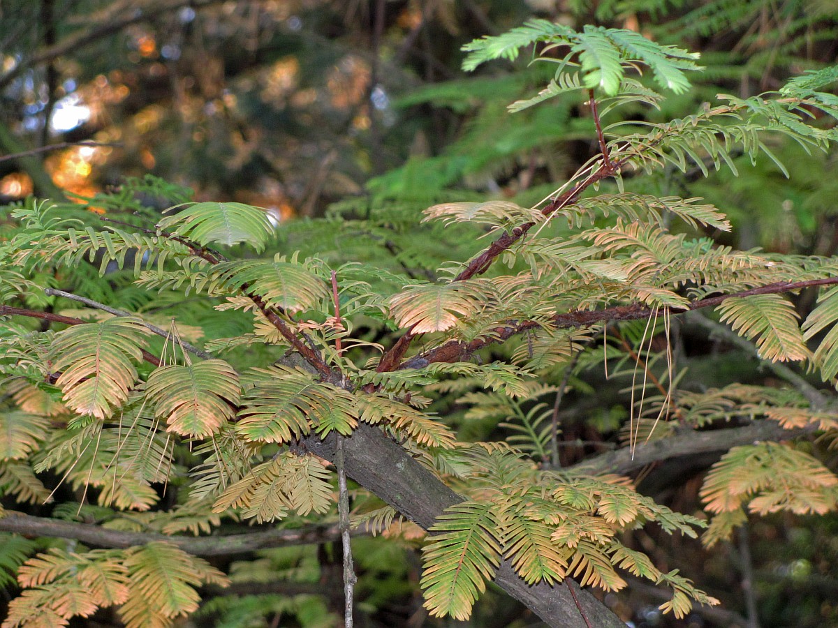 Image of Metasequoia glyptostroboides specimen.