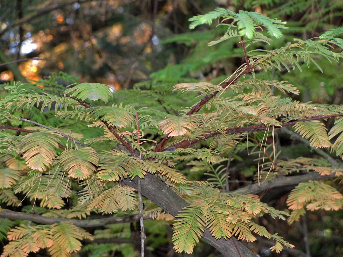 Изображение особи Metasequoia glyptostroboides.