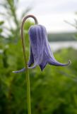 Clematis integrifolia