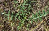 Cirsium polonicum