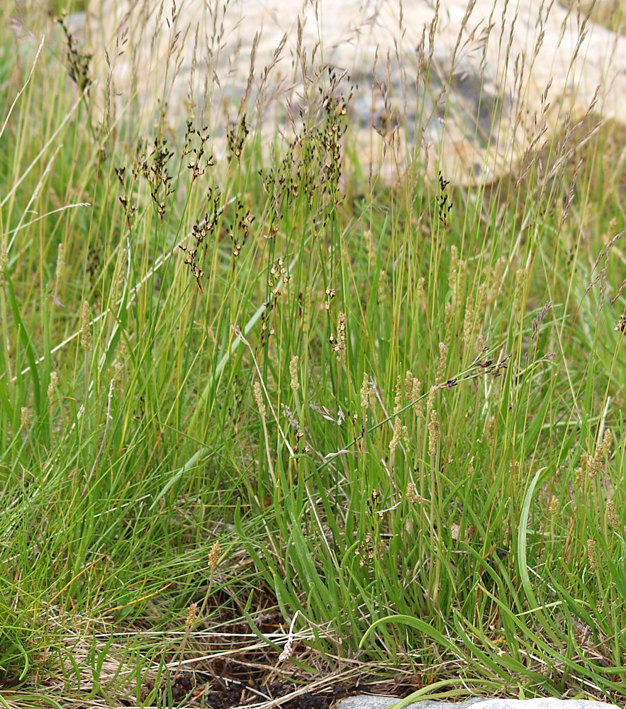 Изображение особи Juncus atrofuscus.