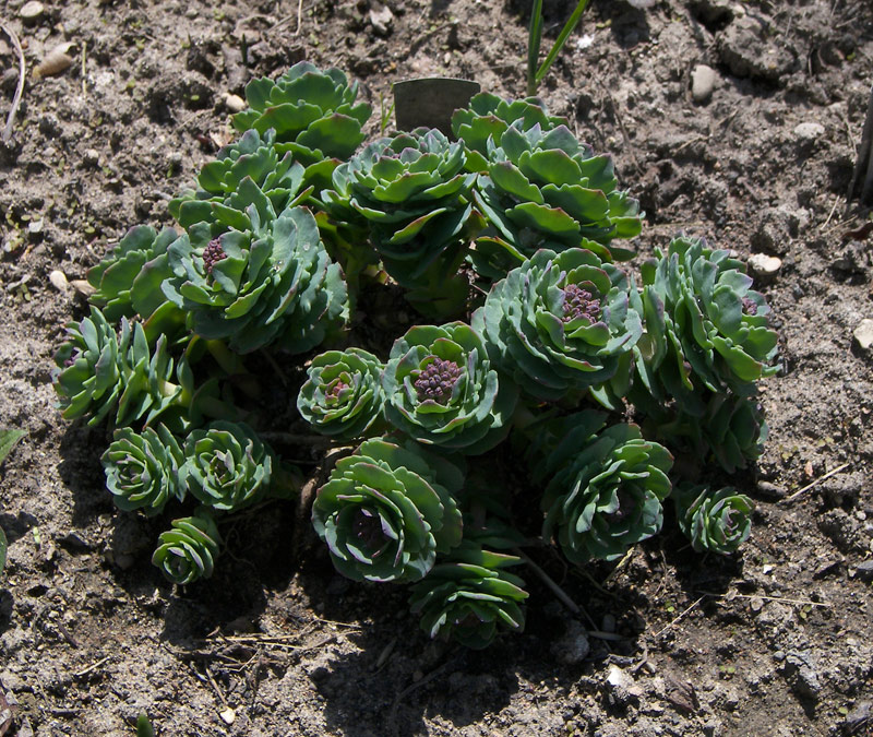 Изображение особи Rhodiola sachalinensis.