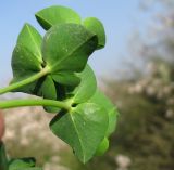 Euphorbia terracina