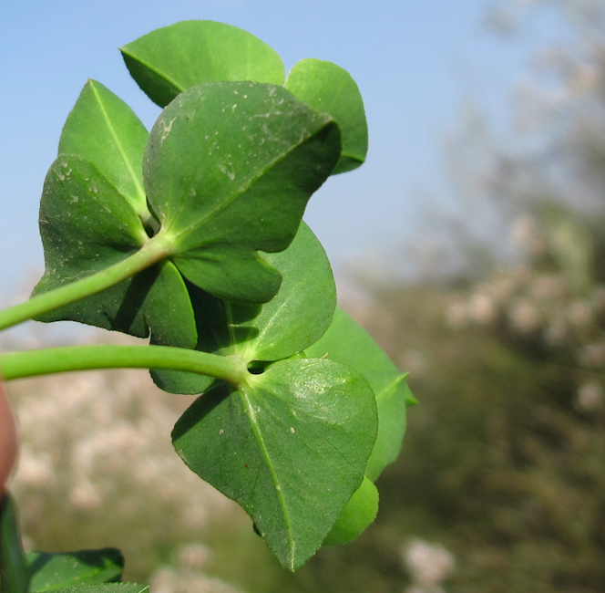 Изображение особи Euphorbia terracina.