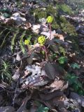 Euphorbia amygdaloides