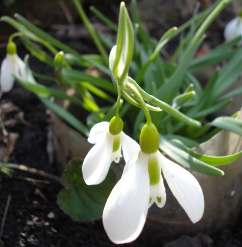 Изображение особи Galanthus gracilis.