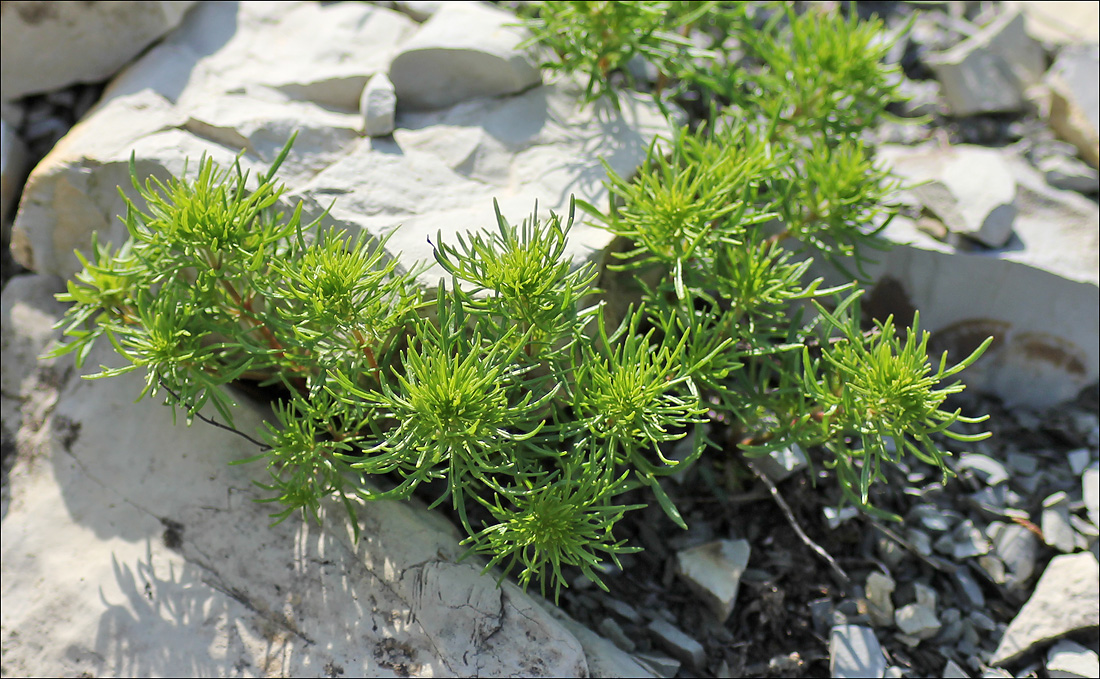 Изображение особи Veronica filifolia.