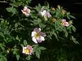 Rosa canina