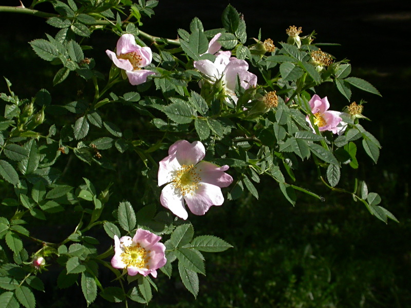 Изображение особи Rosa canina.