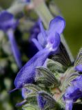 Salvia nutans