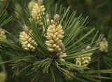 Pinus densiflora. Верхушка побега с микростробилами. Вдадивосток, ботанический сад-институт ДВО РАН. 2 июня 2012 г.