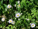 Erigeron annuus ssp. lilacinus