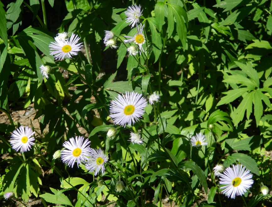 Image of Erigeron annuus ssp. lilacinus specimen.
