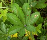 Potentilla goldbachii. Лист. Курская обл., Железногорский р-н, ж.д. в окр. ст. Мицень. 22 июля 2007 г.