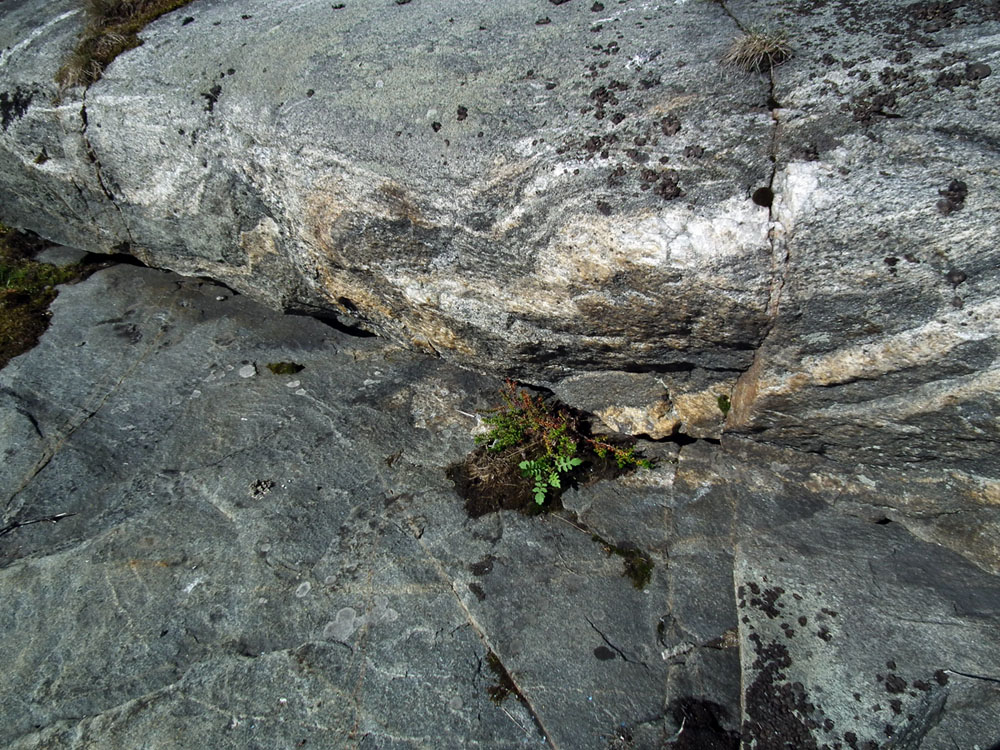Image of Rorippa palustris specimen.