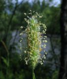 Phleum pratense