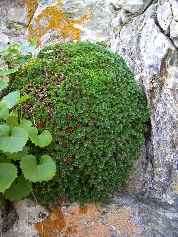 Изображение особи Saxifraga juniperifolia.