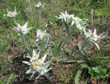 Leontopodium conglobatum