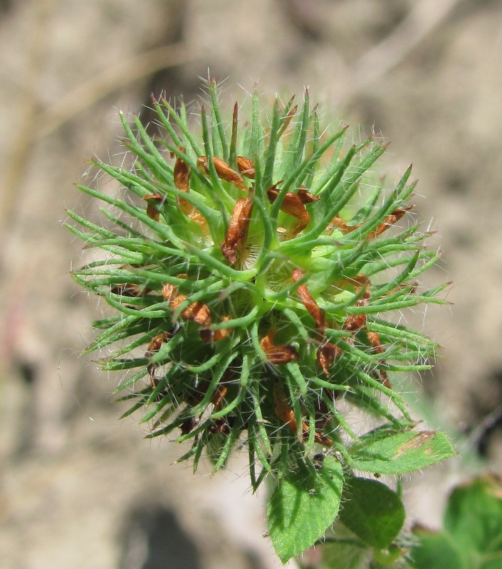 Image of Trifolium lappaceum specimen.