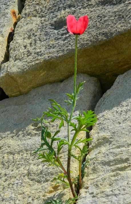 Изображение особи Papaver hybridum.