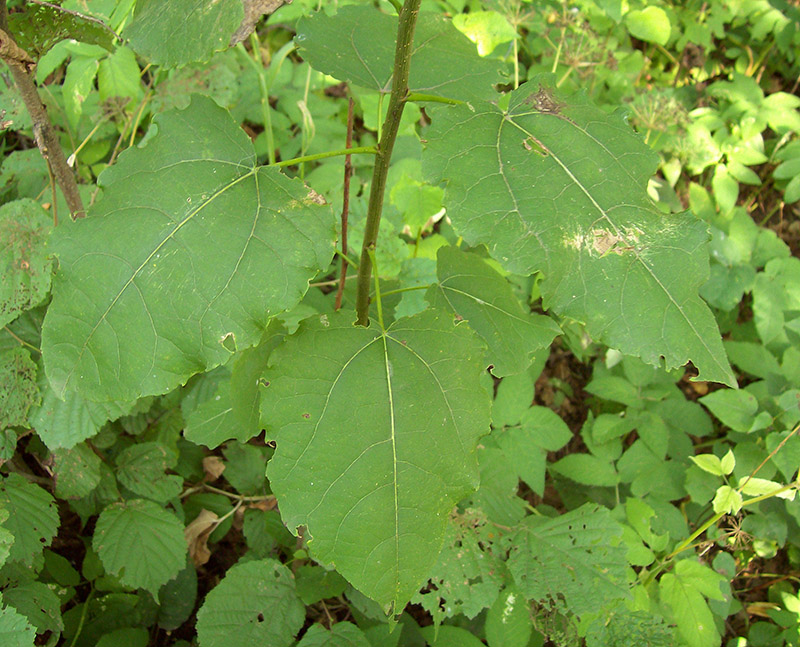 Image of Populus tremula specimen.