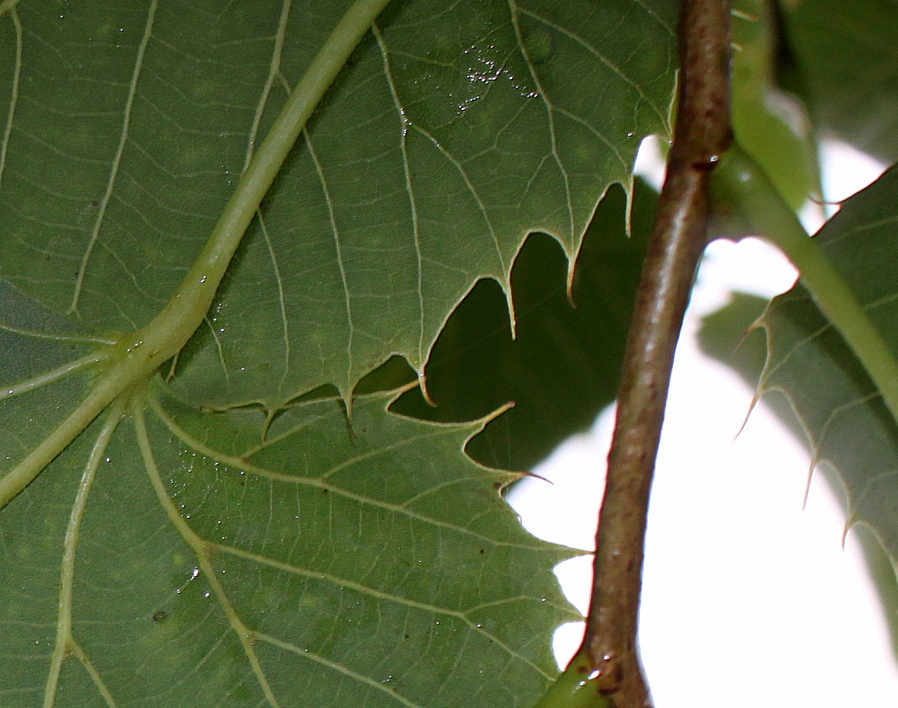 Изображение особи Tilia henryana.