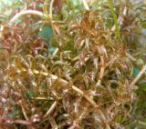 Hydrilla verticillata. Верхушки побегов. Приморский край, Спасский р-н, окр. с. Хвалынка. 31.08.2012.