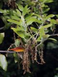 Quercus ilex. Веточка с молодыми побегами и отцветшими мужскими соцветиями. Испания, Страна Басков, побережье Бискайского залива в р-не о-ва Гастелугаче (Gaztelugatxe), дубовый лес на склоне. 13.06.2012.