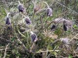 Pulsatilla bohemica