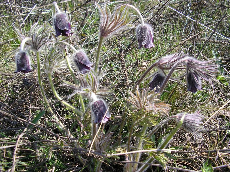 Image of Pulsatilla bohemica specimen.