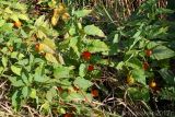 Alkekengi officinarum. Плодоносящие растения. Ростовская обл., Неклиновский р-н, Носовское с/п, Камышовая балка. 12.08.2012.