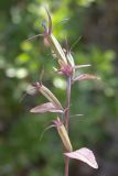 Legousia falcata. Верхушка побега с плодами. Israel, Mount Carmel. 29.04.2008.