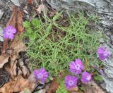 Dianthus chinensis. Цветущие растения. Приморье, бухта Русская. 09.08.2012.