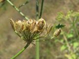 Heracleum sibiricum. Часть соплодия со зрелыми плодами. Украина, г. Запорожье, восточнее города, возле воды. 19.08.2011.