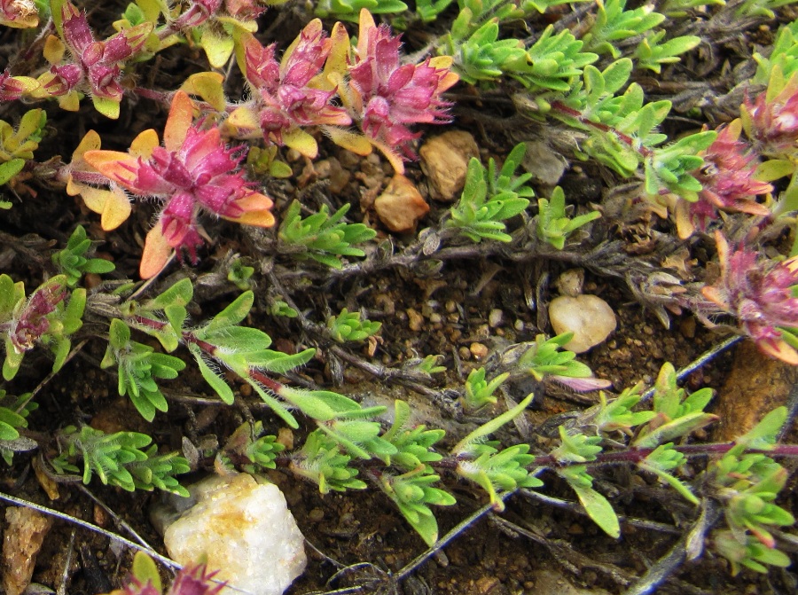 Image of Thymus pavlovii specimen.