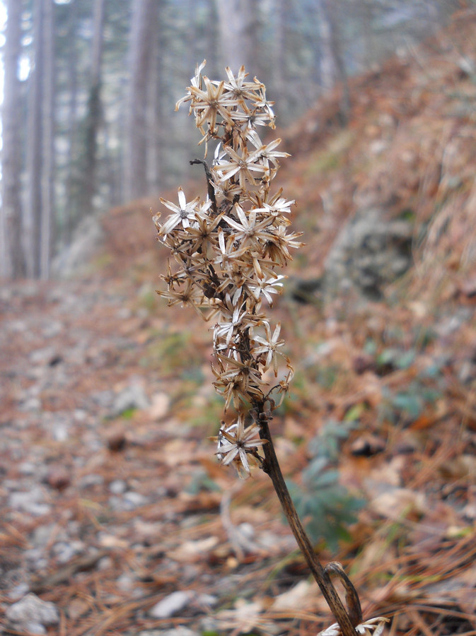 Изображение особи Solidago virgaurea ssp. taurica.