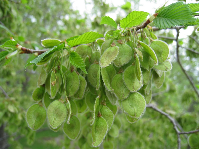 Изображение особи Ulmus laevis.