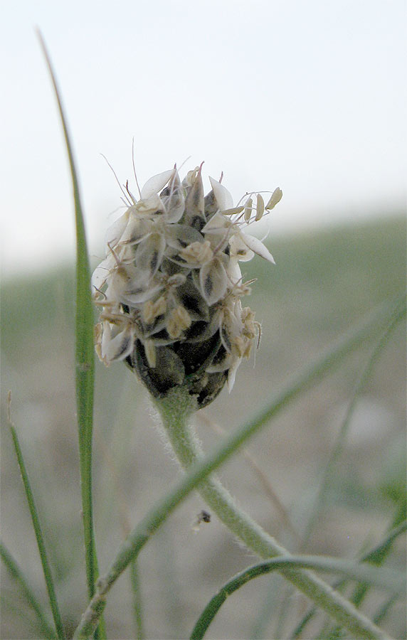 Изображение особи Plantago ovata.